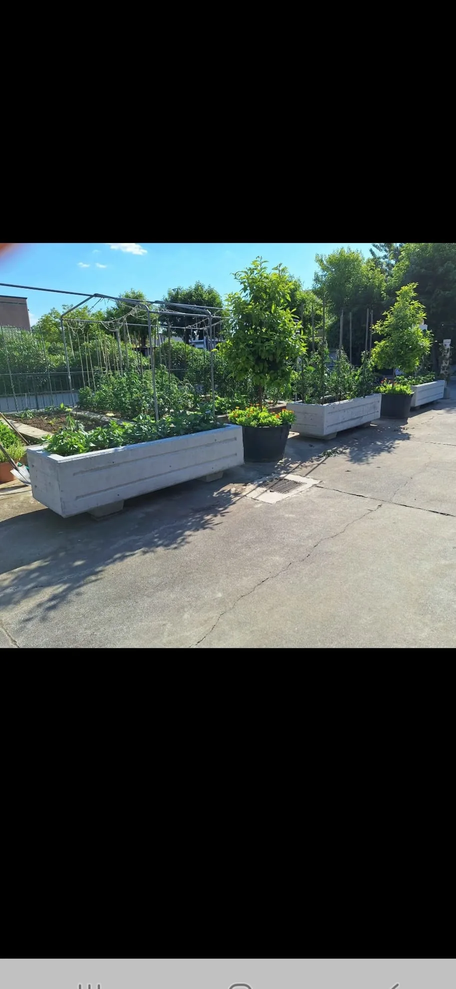 Tre fioriere grandi Linea 226 in fila con coltivazione di pomodori