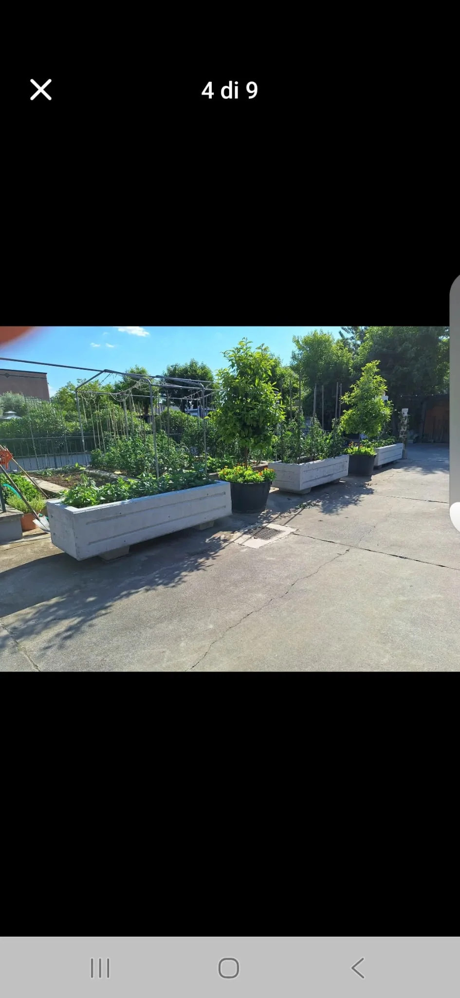 Fioriere grandi Linea 226 con pomodori e alberello da frutto